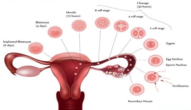 fertility clinic hyderabad