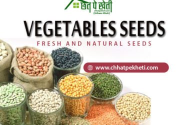 Buy Online Vegetable Seeds With Reasonable Value