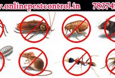 Pest control in zirakpur | Termite Pest Control in Chandigarh