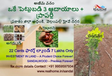 22 cents Sandalwood Plantation Plots in Addanki,Prakasam district for 7 lakhs