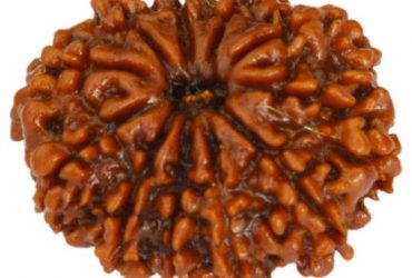 Buy 11 Mukhi Rudraksha Online