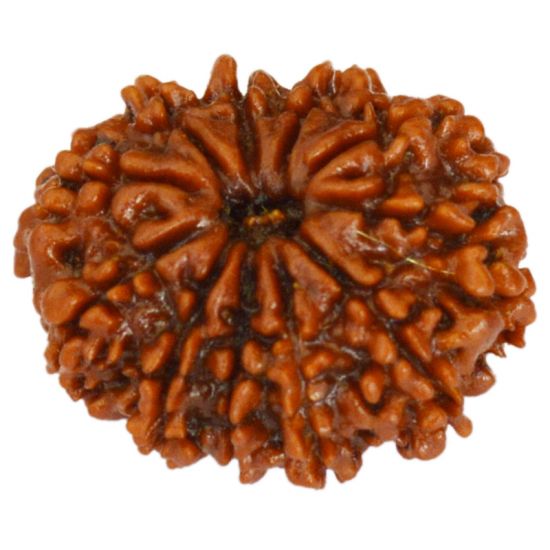 Buy 11 Mukhi Rudraksha Online