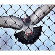 Bird Netting Services in Wagholi – Angad Bird Netting