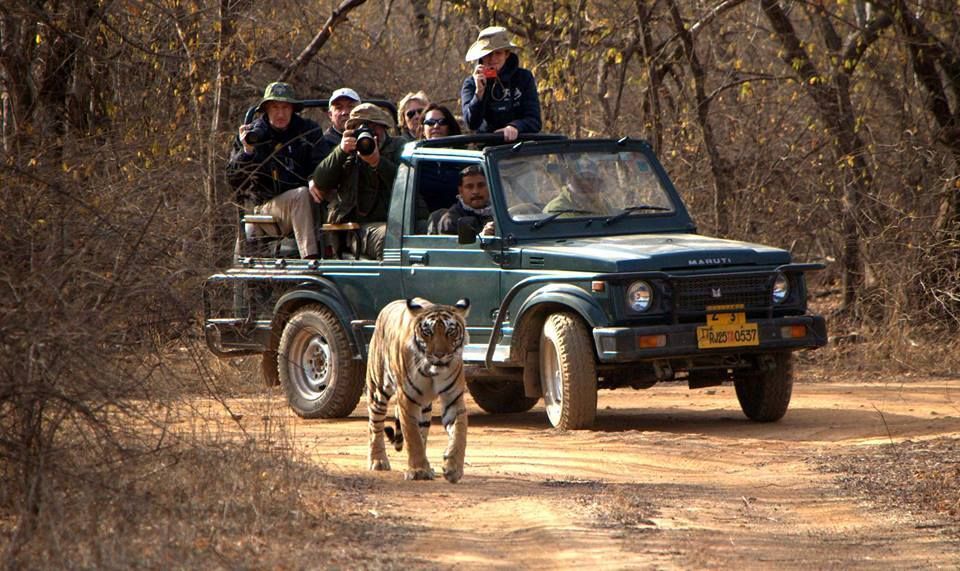 Info about Ranthambore Online Safari Booking