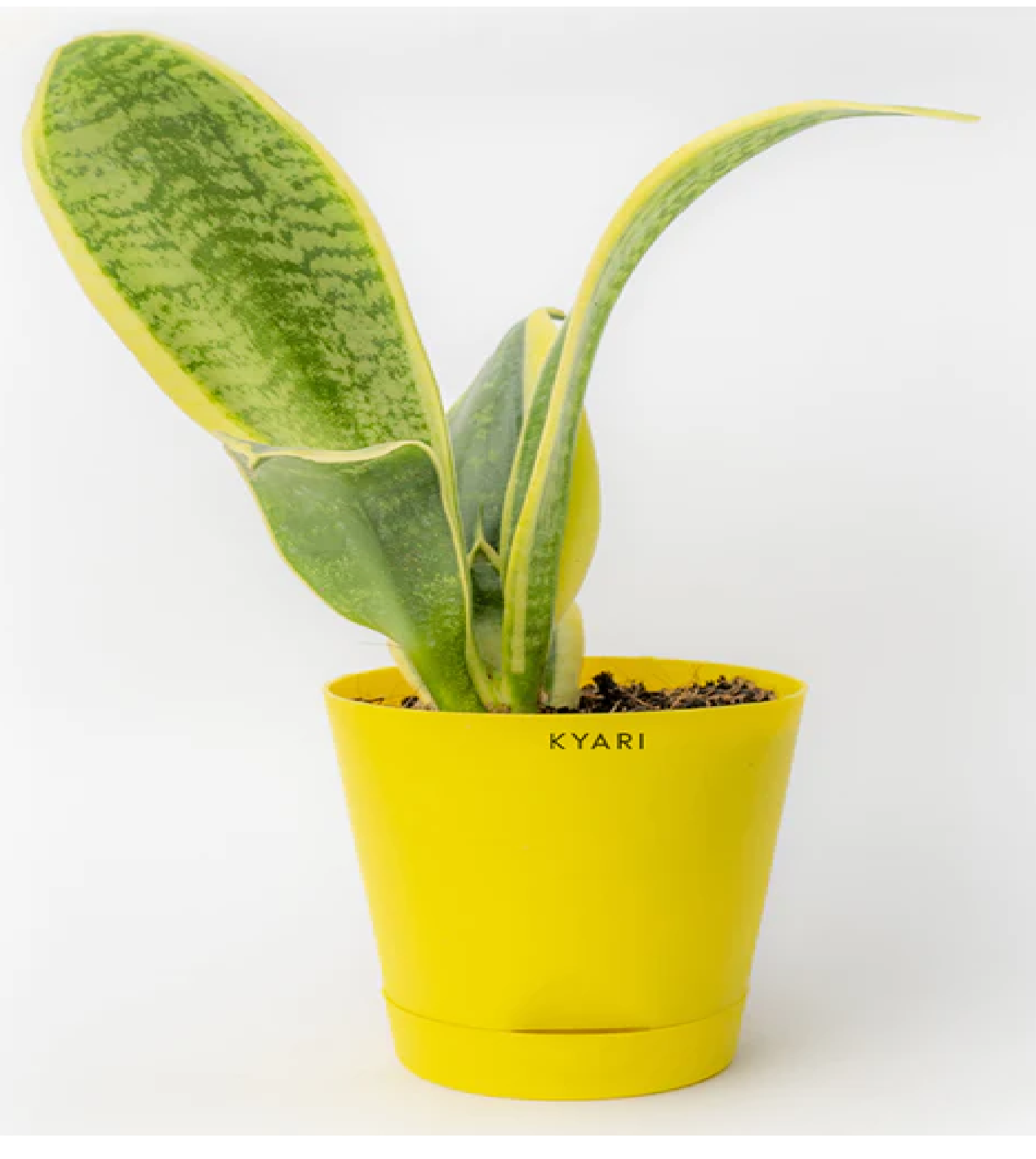 Sansevieria Futura Snake Plant – Airpurifying Plant