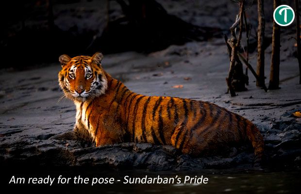 SUNDARBAN PACKAGE TOUR FROM KOLKATA