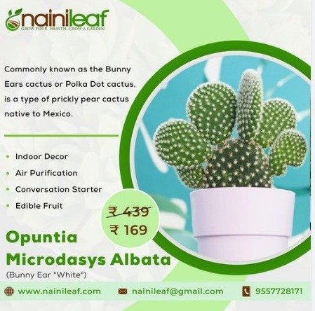 Best Succulent Plant In India | Nainileaf