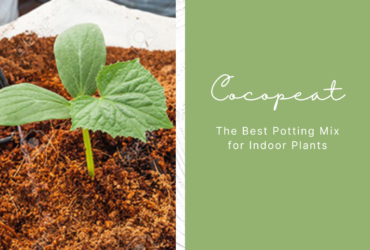 Cocopeat Soil for Plants | Best Plant Products Online