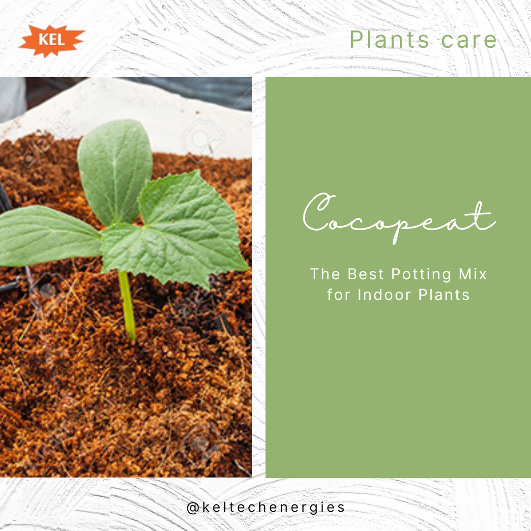 Cocopeat Soil for Plants | Best Plant Products Online