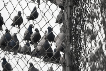 Say Goodbye to Pests with ReachNettings HDPE Bird Net: The Top Choice for Pigeon Control